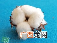 送棉花是什么意思?棉花有什么寓意