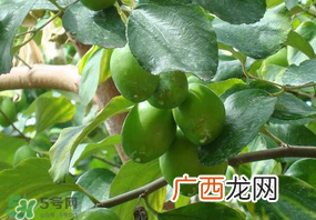 女人吃青枣好吗？女人吃青枣的好处