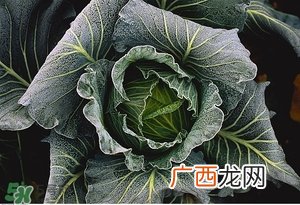 老人吃什么好?老人饮食注意事项