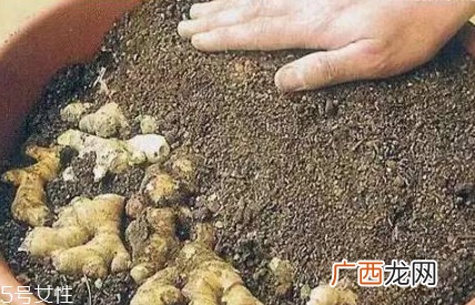 花盆种姜的方法 教你花盆种姜的秘密