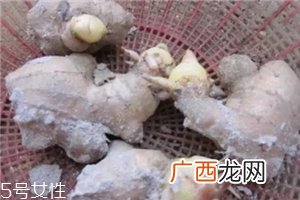 花盆种姜的方法 教你花盆种姜的秘密