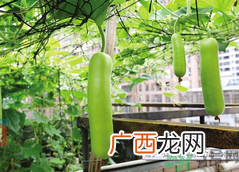 女子打造城市菜园 阳台可以种什么蔬菜？