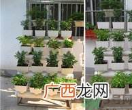阳台怎么种蔬菜？阳台适合种什么蔬菜？
