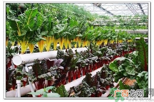 阳台怎么种蔬菜？阳台适合种什么蔬菜？