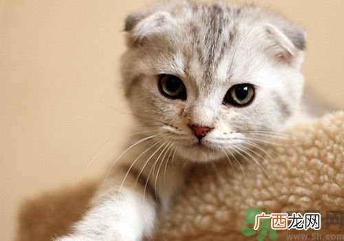 baby养折耳猫反对结扎被炮轰没脑子 折耳猫真的有遗传疾病吗?