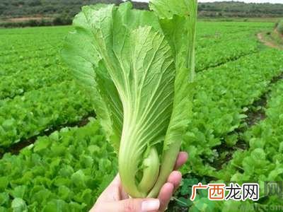 芥菜与鲫鱼可以一起吃吗？芥菜和鲫鱼一起吃好不好？