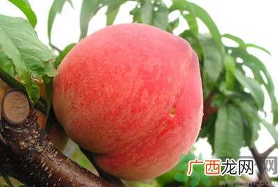 吃桃子怎么去毛？吃桃子有什么技巧？