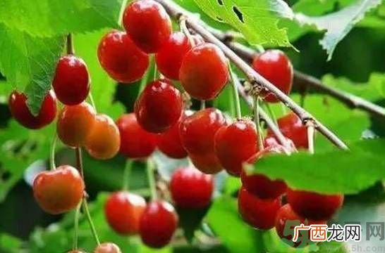 吃樱桃拉肚子怎么办？吃樱桃拉肚子是怎么回事？