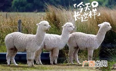 草泥马是羊驼吗？萌萌哒草泥马居然被吃啦!
