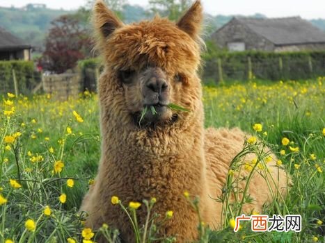 草泥马是羊驼吗？萌萌哒草泥马居然被吃啦!