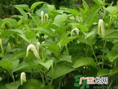 鱼腥草可以治腮腺炎吗？鱼腥草怎么治腮腺炎？