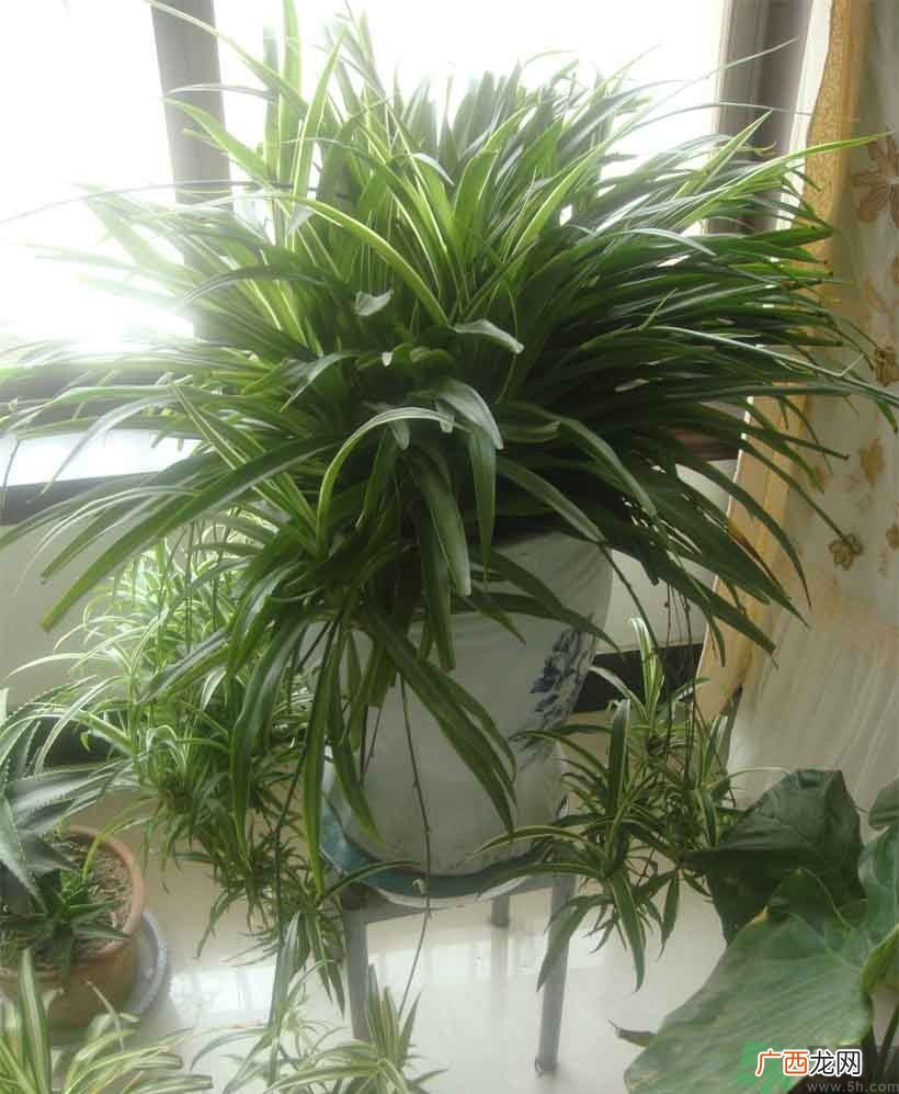 可以吸毒气的植物有哪些？净化空气的植物有哪些？
