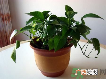 可以吸毒气的植物有哪些？净化空气的植物有哪些？