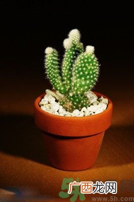 可以吸毒气的植物有哪些？净化空气的植物有哪些？