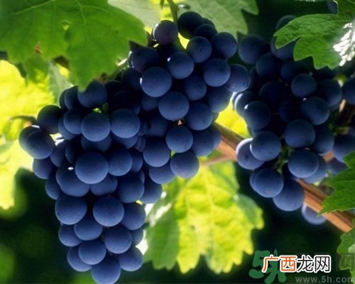 女生宫寒可以吃葡萄吗？宫寒怎样调理？