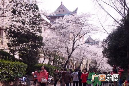 看樱花人太多了怎么办?武大樱花女神教你赏花攻略