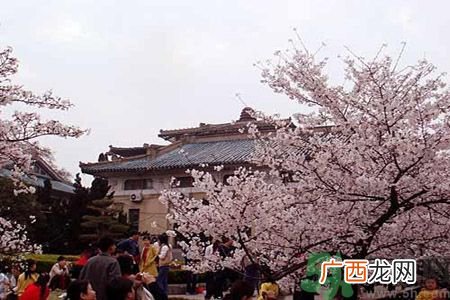 看樱花人太多了怎么办?武大樱花女神教你赏花攻略