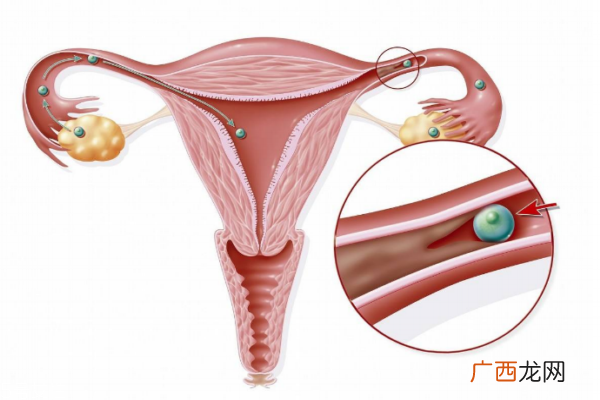 女性卵巢保养有效快速的方法有七点