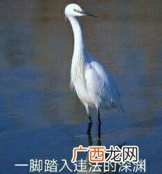 在违法的边缘试探原图 在违法的边缘试探表情包