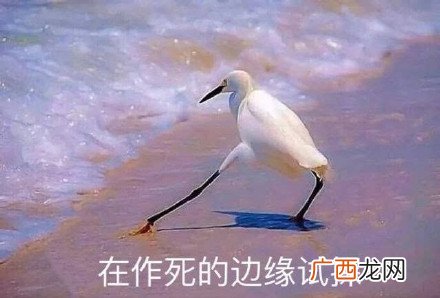 在违法的边缘试探原图 在违法的边缘试探表情包
