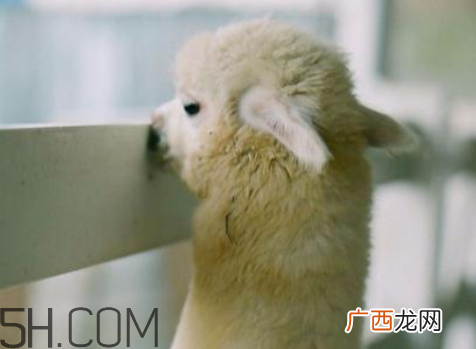 qq羊驼表情什么意思 发羊驼是什么意思