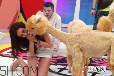 qq羊驼表情什么意思 发羊驼是什么意思