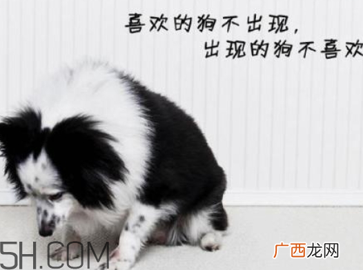 单身狗的清香是什么意思 单身狗的清香表情图