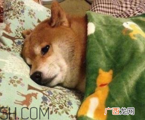 单身狗的清香是什么意思 单身狗的清香表情图