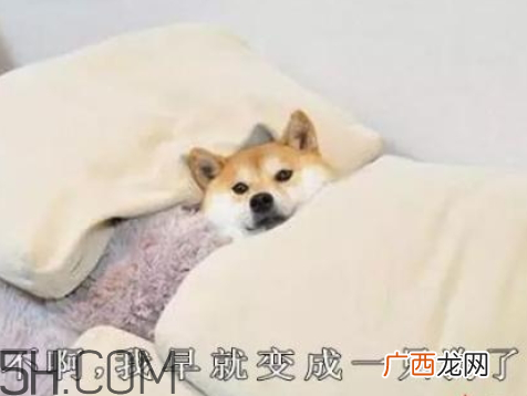 单身狗的清香是什么意思 单身狗的清香表情图