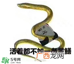 七彩皮皮鳝我们往死里钻是什么意思？七彩皮皮鳝我们去个好地方是什么意思？