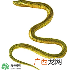 七彩皮皮鳝我们往死里钻是什么意思？七彩皮皮鳝我们去个好地方是什么意思？