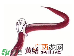七彩皮皮鳝我们往死里钻是什么意思？七彩皮皮鳝我们去个好地方是什么意思？