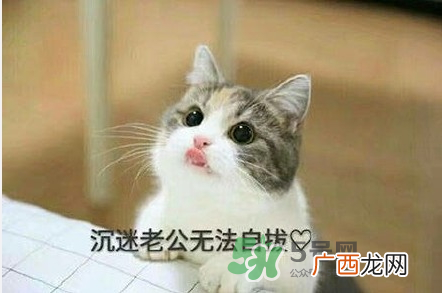 南方老公和东北老公哪个好？南方老公和东北老公的区别