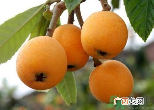 春天吃枇杷可以减肥吗？吃枇杷减肥怎么样？