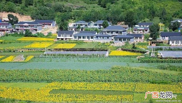 特色农业种植项目合作 特色农业种植项目
