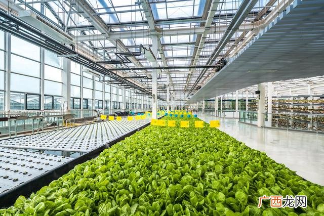 蔬菜大棚种植方案,大棚建设项目实施方案