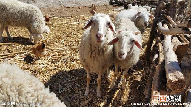 养殖场项目实施方案 养殖项目方案
