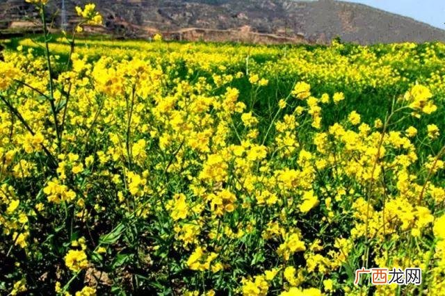 大庆油菜花基地在什么地方,大同油菜花基地