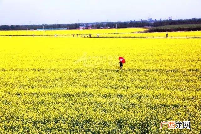 大庆油菜花基地在什么地方,大同油菜花基地