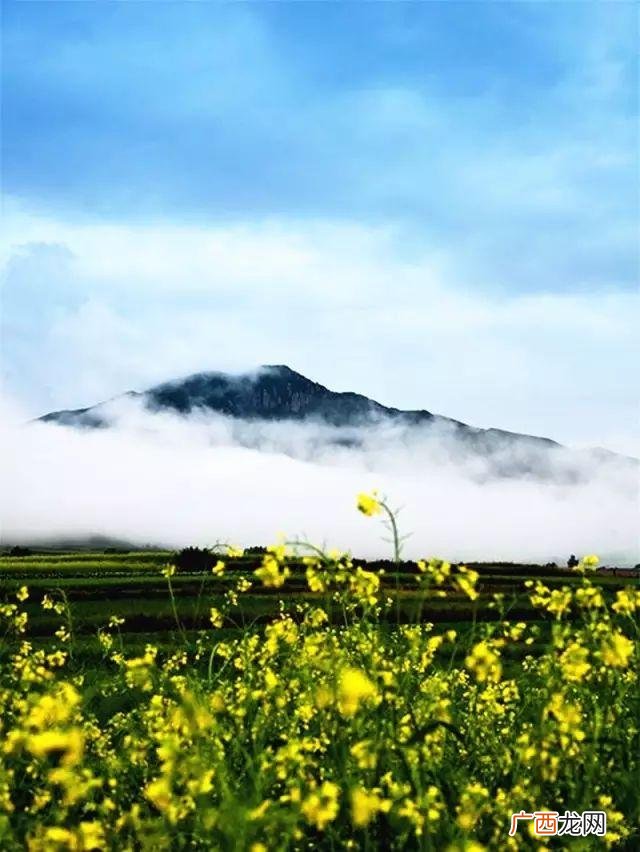 大庆油菜花基地在什么地方,大同油菜花基地