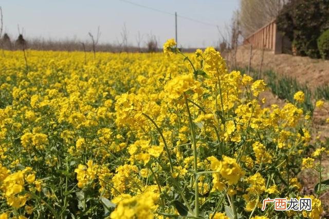 大庆油菜花基地在什么地方,大同油菜花基地