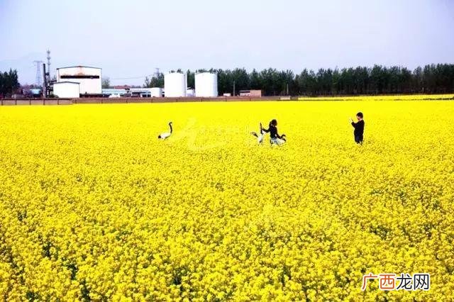 大庆油菜花基地在什么地方,大同油菜花基地