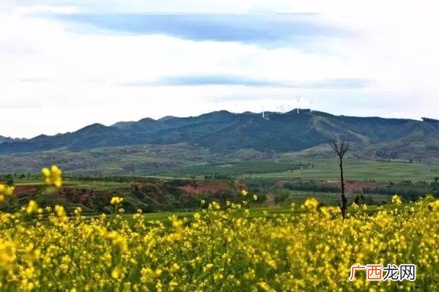 大庆油菜花基地在什么地方,大同油菜花基地