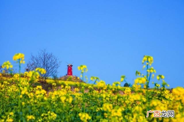 大庆油菜花基地在什么地方,大同油菜花基地