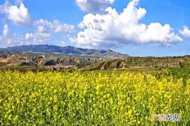 大庆油菜花基地在什么地方,大同油菜花基地