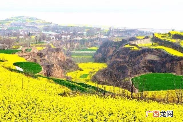 大庆油菜花基地在什么地方,大同油菜花基地