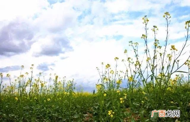 大庆油菜花基地在什么地方,大同油菜花基地