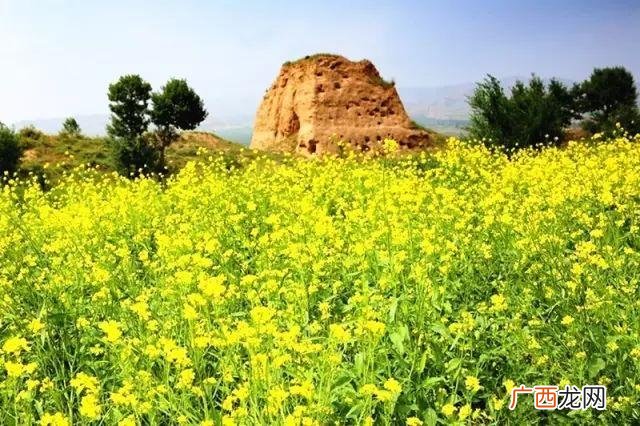 大庆油菜花基地在什么地方,大同油菜花基地