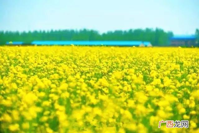 大庆油菜花基地在什么地方,大同油菜花基地