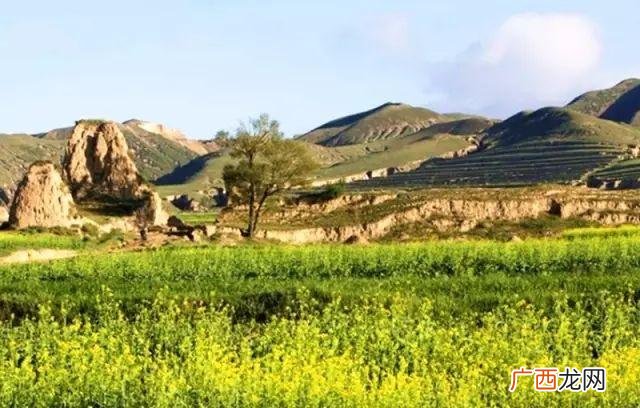 大庆油菜花基地在什么地方,大同油菜花基地
